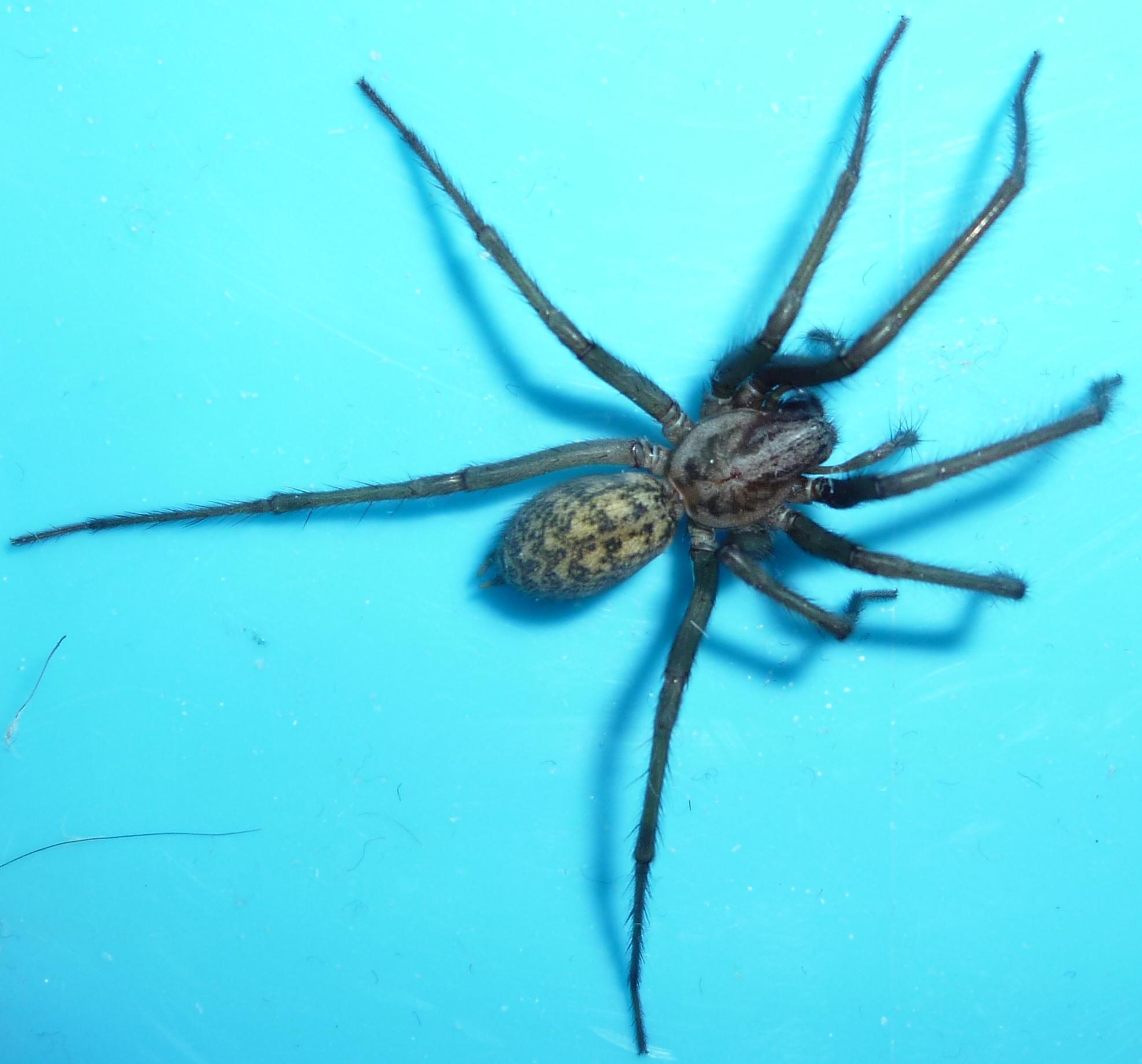 Tegenaria sp.